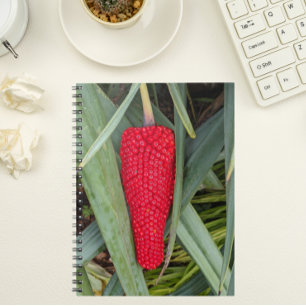 Caderno Espiral Dragão Lily Red Seed Head