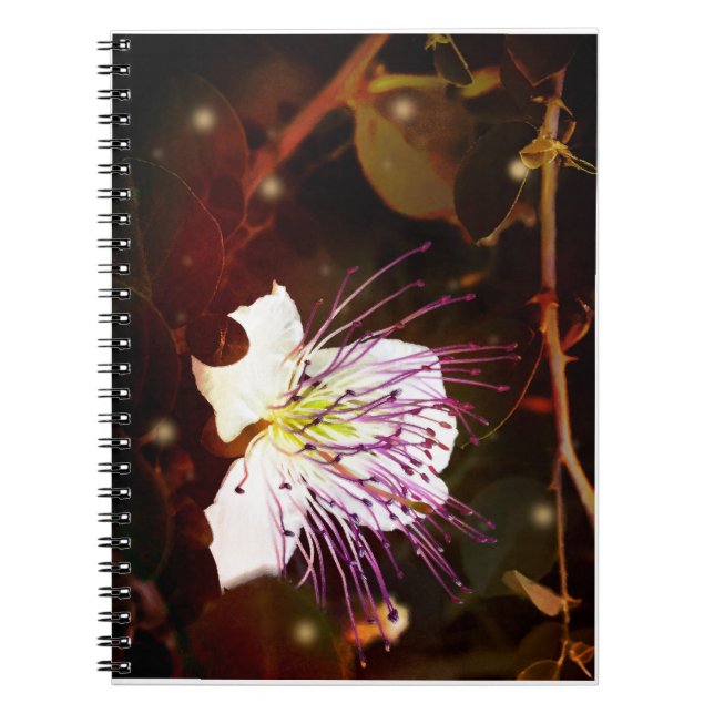 Caderno Espiral Dreamy Vintage Palestine Caper Blossom Notebook (Frente)