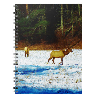 CADERNO ESPIRAL DSC00131.JPG