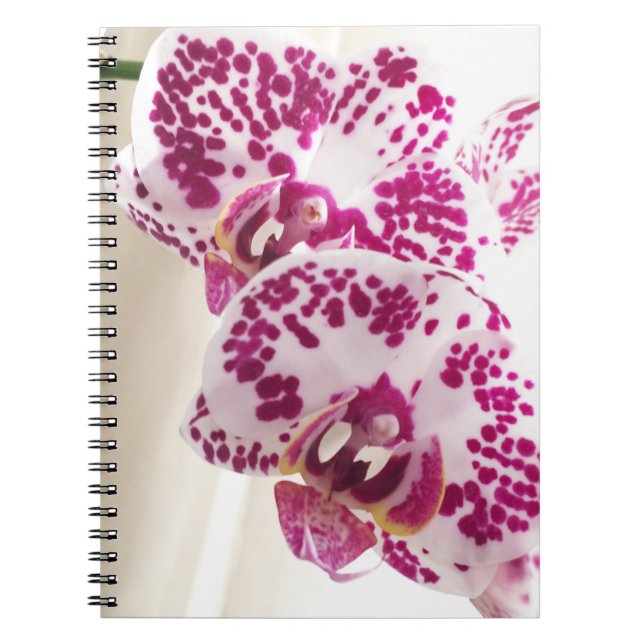 Caderno Espiral Duas Orquídeas Brancas e Roxas Variegadas (Frente)