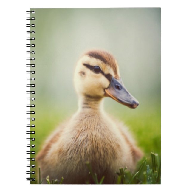 Caderno Espiral Ducking do pato selvagem do bebê (Frente)