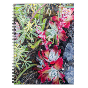 Caderno Espiral Dudleya Costeira no Point Reyes National Seashore