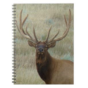 Caderno Espiral E10 Alce Macho em Cabeça de Veludo