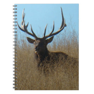 Caderno Espiral E26 Alce-Macho deitado nas Ervas Daninhas