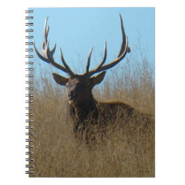 Caderno Espiral E26 Touro-Elk na Erva