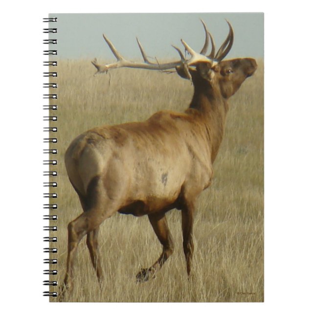 Caderno Espiral E35 Grama de Elk Bull em Chifres (Frente)