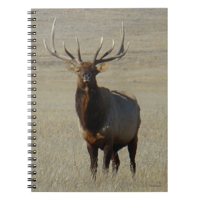 Caderno Espiral E59 Bull Elk (Frente)