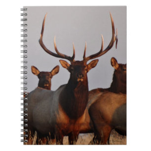 Caderno Espiral E66 Alce Macho e Vacas