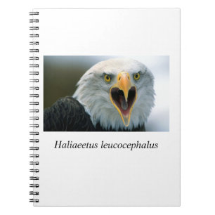 Caderno Espiral Eagle#2