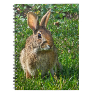Caderno Espiral Eastern cottontail rabbit