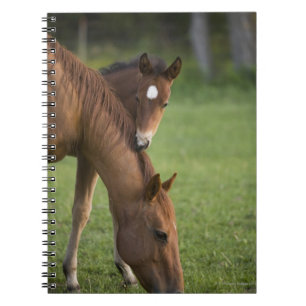 Caderno Espiral Égua e potro de um quarto americanos do cavalo no
