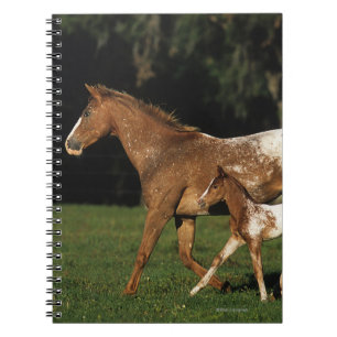 Caderno Espiral Égua e potro do Appaloosa