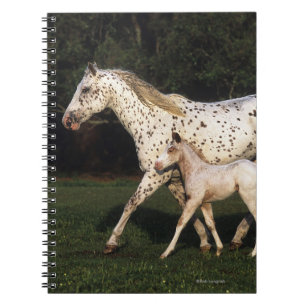 Caderno Espiral Égua e potro do Appaloosa no campo