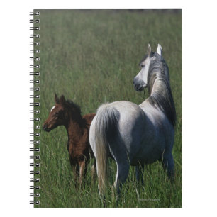 Caderno Espiral Égua & potro árabes