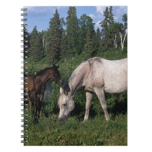 Caderno Espiral Égua & potro árabes 2
