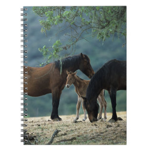 Caderno Espiral Égua & potro selvagens do mustang