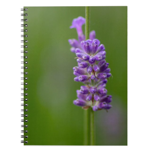 Caderno Espiral Ein beruhigender Hauch von Lavendel. (Frente)