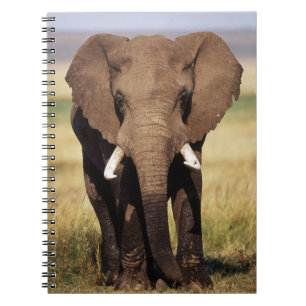 Caderno Espiral Elefante-da-savana-africano