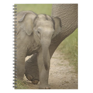 Caderno Espiral Elefante indiano / asiático e filhote, Corbett 2