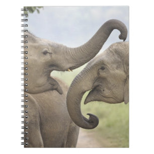 Caderno Espiral Elefantes asiáticos indianos jogam lutando