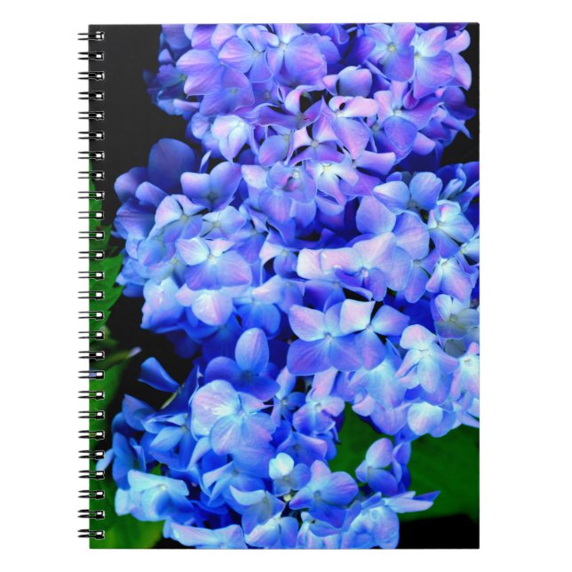 Caderno Espiral Elegante azul-púrpura magenta hidrangea floral (Frente)