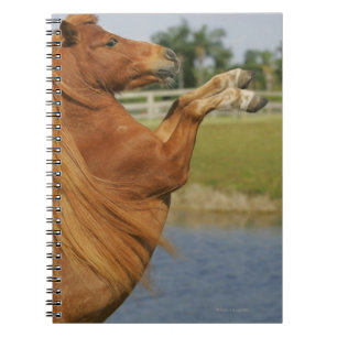 Caderno Espiral Elevação diminuta do cavalo