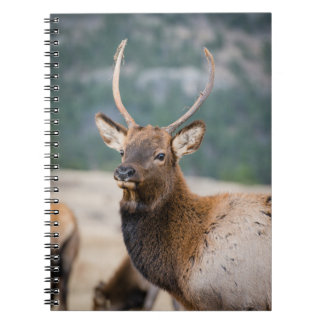 CADERNO ESPIRAL ELK NO PARQUE NACIONAL DA MONTANHA DE ROCKY - ELK 