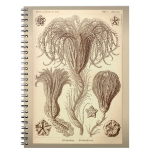 Caderno Espiral Ernst Haeckel- Crinoids