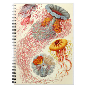 Caderno Espiral Ernst Haeckel "Discomedusa - Desmonema"