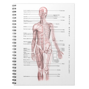 Caderno Espiral Escola personalizada da anatomia diagrama médico