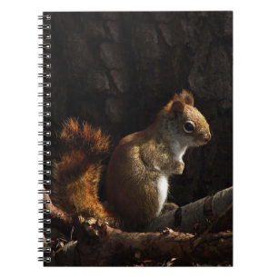 Caderno Espiral Esquilo em um remendo da luz solar