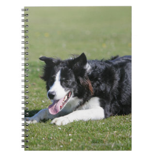 Caderno Espiral Estabelecimento de border collie