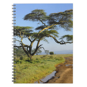 Caderno Espiral Estrada de terra primitiva e árvore de acácia, Lag