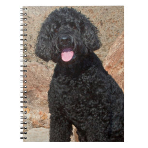 Caderno Espiral EUA, Califórnia. Labradoodle Sentado