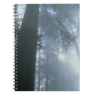 Caderno Espiral EUA, Califórnia, Parque Nacional Redwood, Del