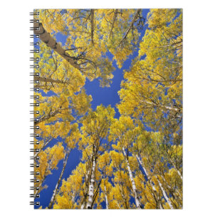 Caderno Espiral EUA, Colorado, área de Aspen. Floresta de álamo no