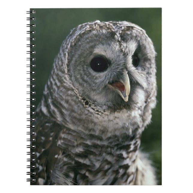 Caderno Espiral EUA, Estado de Washington. Coruja-barreada (Strix  (Frente)