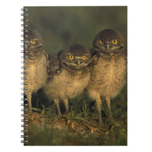 Caderno Espiral EUA, Flórida, Cape Coral. Três Corujas-buraqueiras