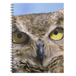 Caderno Espiral EUA, Oregon, Bend. Os grandes bufos corujões são c