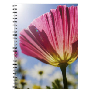 Caderno Espiral EUA, Oregon, Vale do Willamette, Close UP de