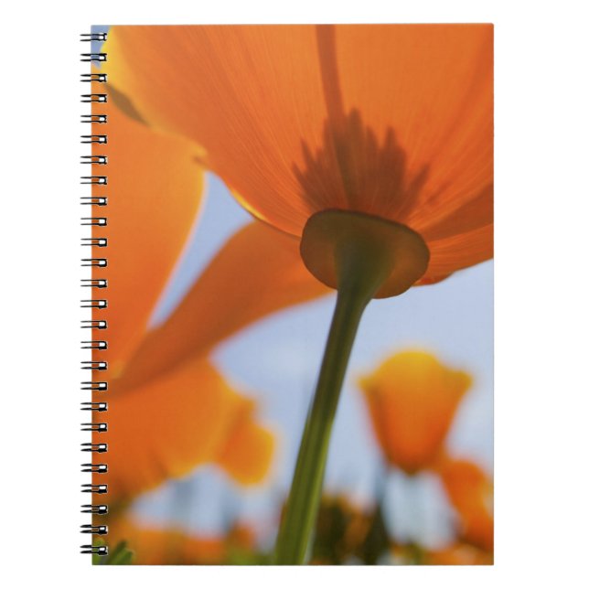 Caderno Espiral EUA, Oregon, Vale do Willamette, Close UP de 2 (Frente)