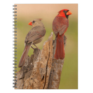 Caderno Espiral EUA, Texas, Condado de Hidalgo. Par de cardeais