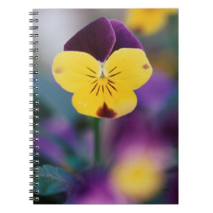 Caderno Espiral EUA, Utah, Close de Viola tricolor no jardim