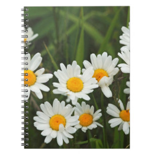 Caderno Espiral EUA, Washington, Seattle, Puget Sound 3