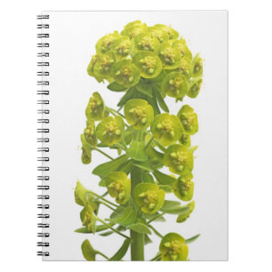 Caderno Espiral Eufórbio