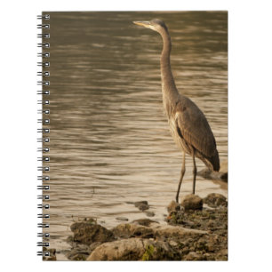 Caderno Espiral Excelente Blue Heron