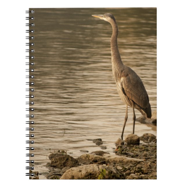 Caderno Espiral Excelente Blue Heron (Frente)