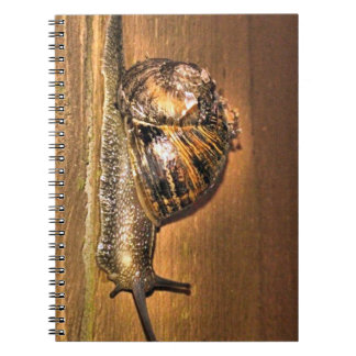 Caderno Espiral Explorador Ligado à Terra - Macro do Caracol no La