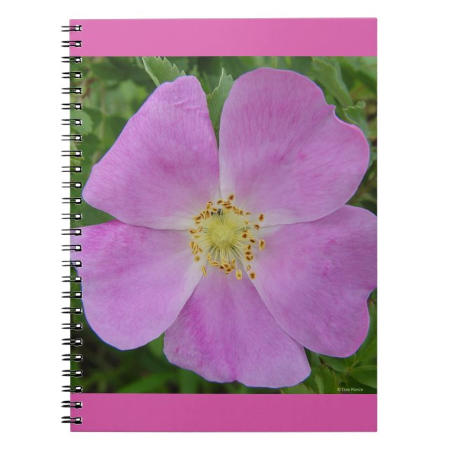 Caderno Espiral F11 Rosa selvagem "Rosa arkansana" (Frente)