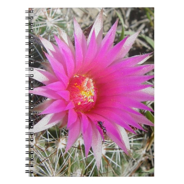 Caderno Espiral F12 Flor de Cactus "Escobaria vivipara" (Frente)